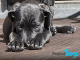 RespectDogs Rouen