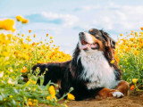 Nature Films Photography