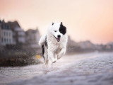 Cane Capture