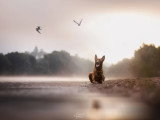 Cane Capture
