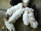Des cabrettes folettes