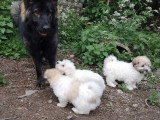 Des cabrettes folettes