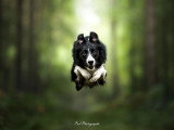 Pod Photographe
