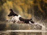 Pod Photographe