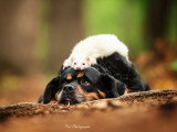 Pod Photographe