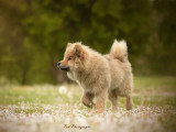Pod Photographe