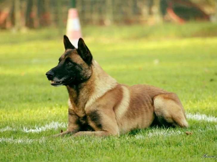 Dog Be Cool 