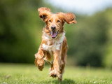 La clé du chien