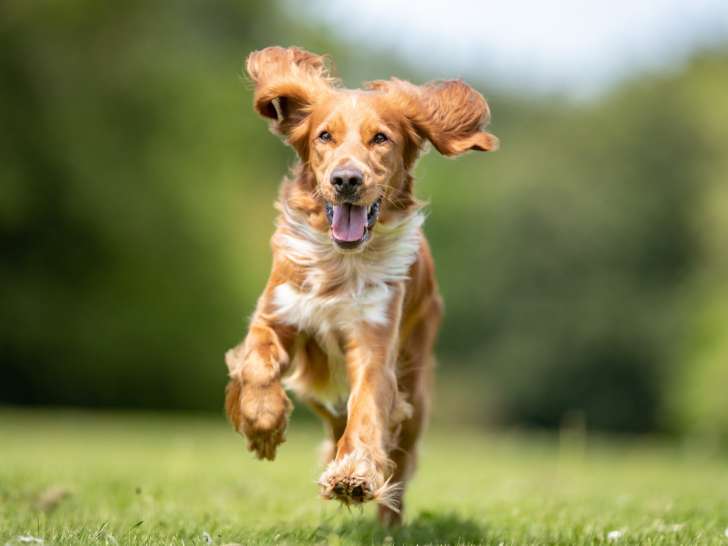 La clé du chien