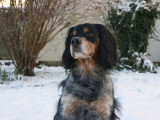 La clé du chien