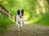 La clé du chien