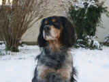 La clé du chien