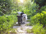 La clé du chien