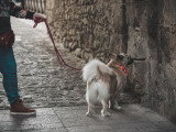 La clé du chien