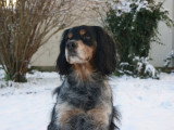 La clé du chien