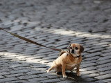 Amour d'animaux