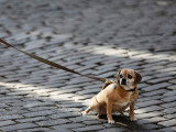 Amour d'animaux