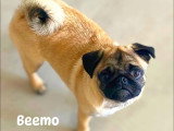 Le chien nous parle