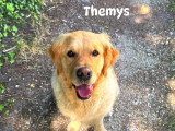 Le chien nous parle