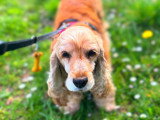 Le chien nous parle