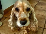 Le chien nous parle