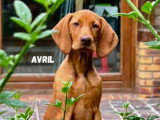 Le chien nous parle