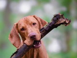 Le chien nous parle