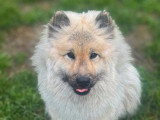 Le chien nous parle
