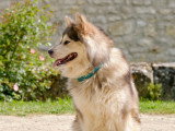 Le chien nous parle