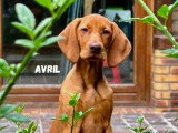 Le chien nous parle