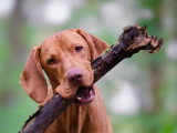 Le chien nous parle