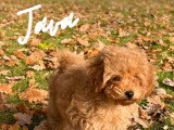 Le chien nous parle