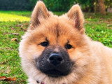 Le chien nous parle