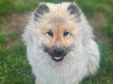 Le chien nous parle