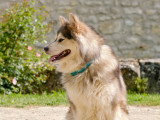 Le chien nous parle