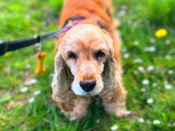 Le chien nous parle