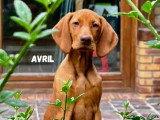 Le chien nous parle