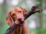 Le chien nous parle