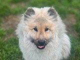 Le chien nous parle