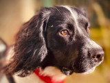 Le chien nous parle