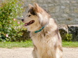 Le chien nous parle
