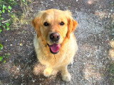 Le chien nous parle