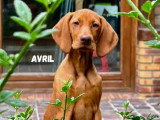 Le chien nous parle
