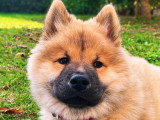 Le chien nous parle
