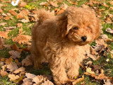 Le chien nous parle