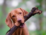 Le chien nous parle