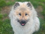 Le chien nous parle