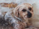 Le chien nous parle