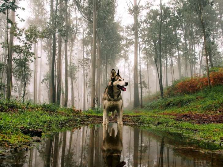 Le Chien et l’Humain
