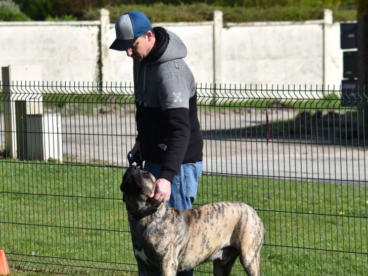 Les Chiens d'Anna